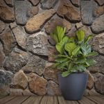 Pisos-y-Muros-Piedra-Irrgular-Wall-Stone-Oxid-Rustico-15-40-cm