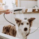 Baños-Ducha-de-Mano-para-Mascotas-Dogshower-3-Jet-Blanco-Mate